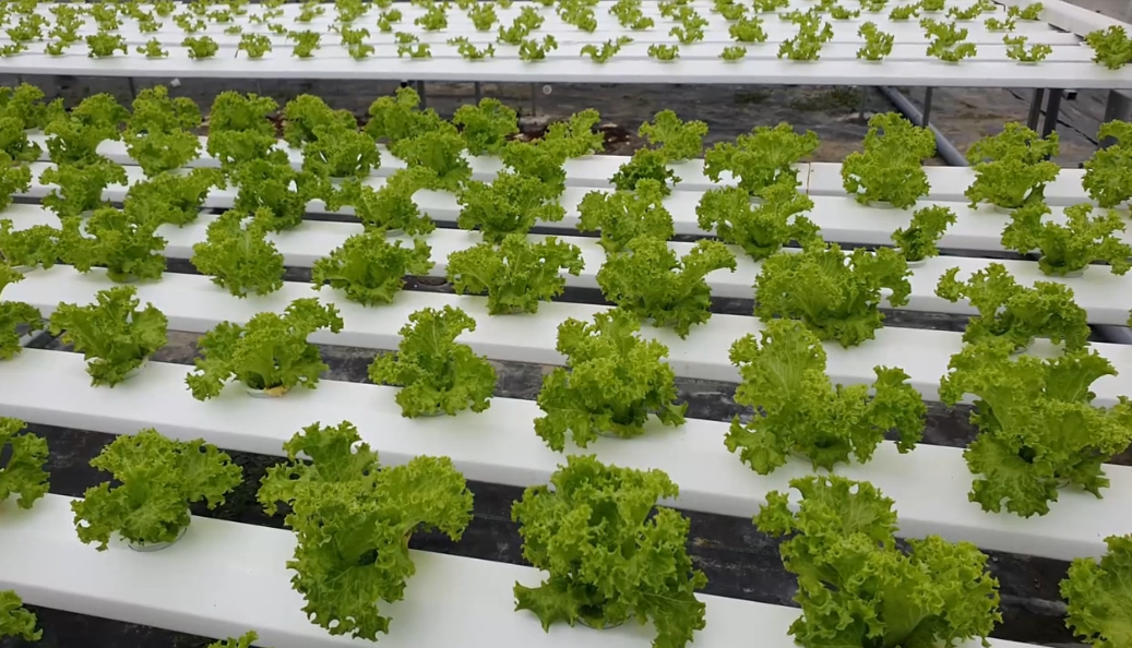 Hiệu quả từ trồng rau thủy canh