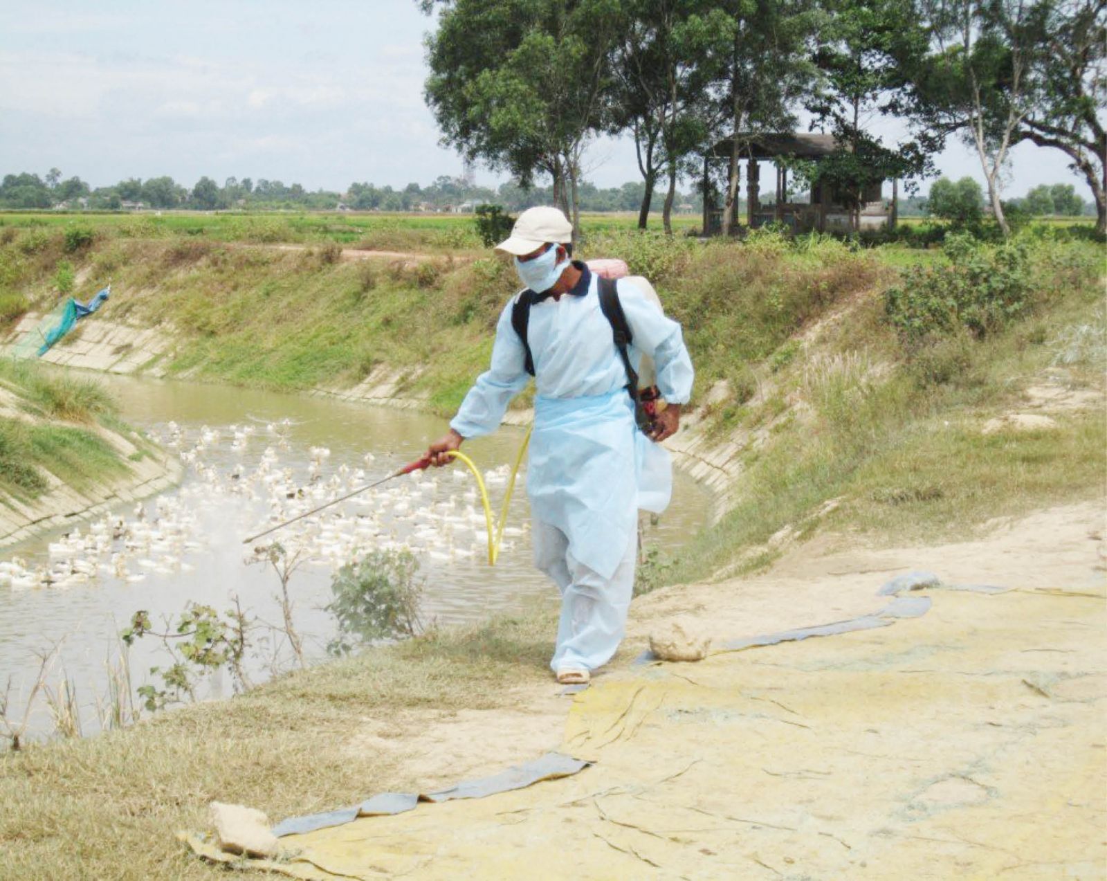 Chủ động không để tái bùng phát dịch cúm gia cầm