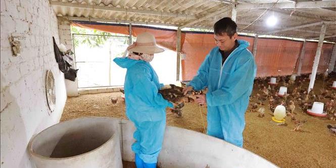 Người dân không chủ quan trước nguy cơ cúm gia cầm có thể xâm nhập vào nước ta