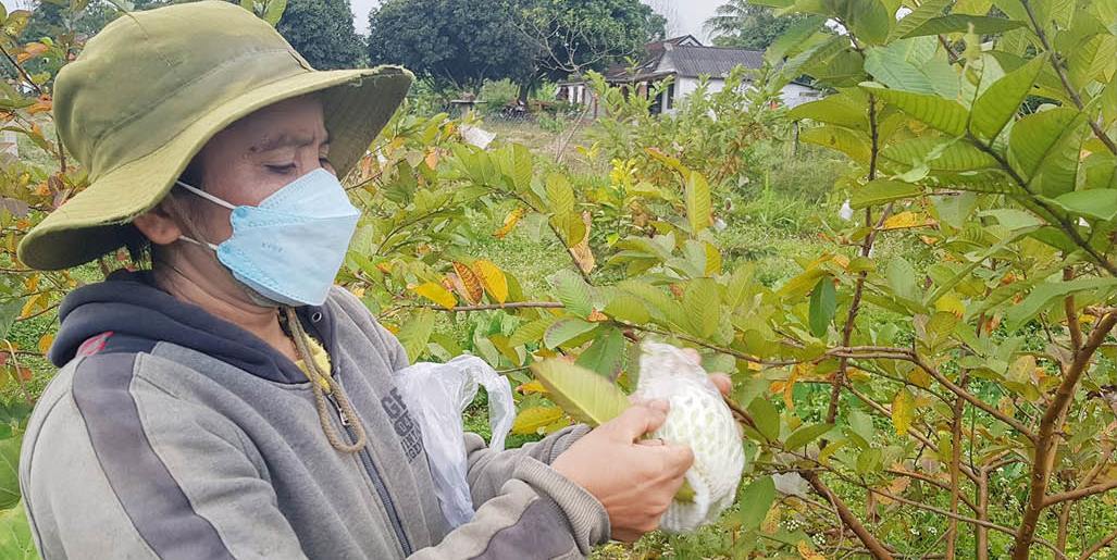 Ổi ngon A Lưới hút khách