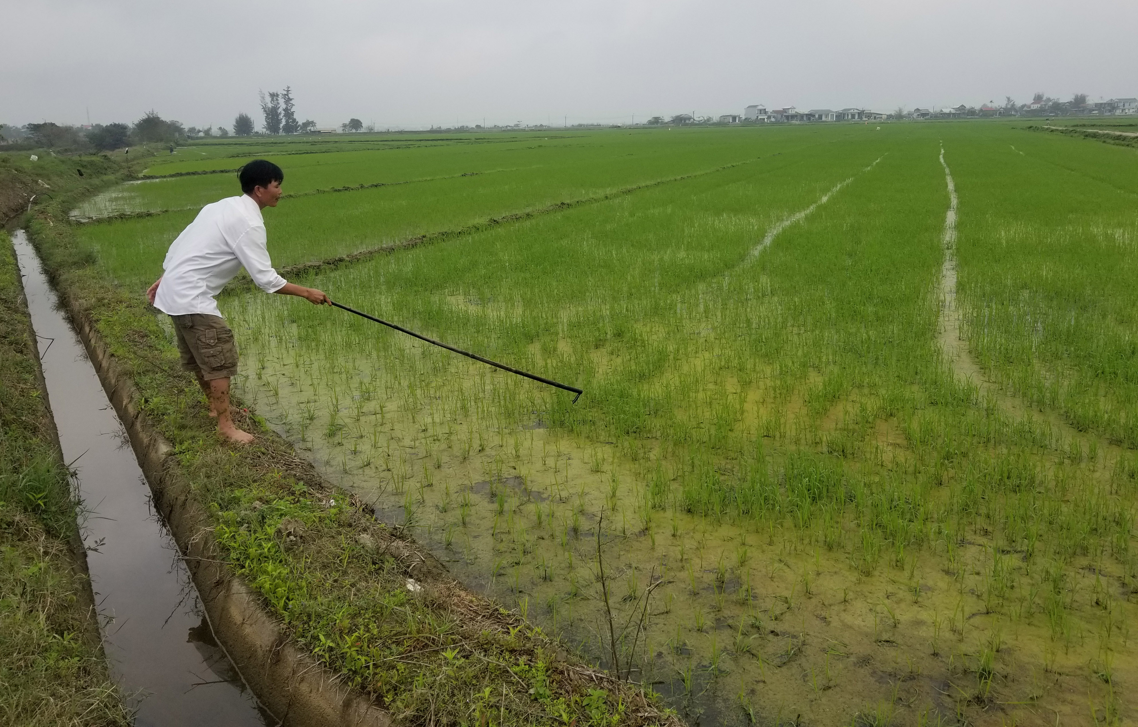 Dịch hại có nguy cơ lây lan diện rộng trên lúa đông xuân