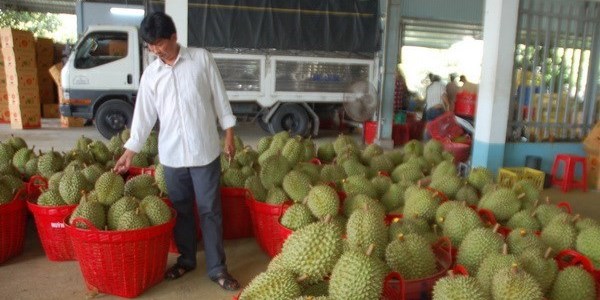 Sầu riêng mang kỳ vọng đột phá về xuất khẩu trái cây Việt Nam
