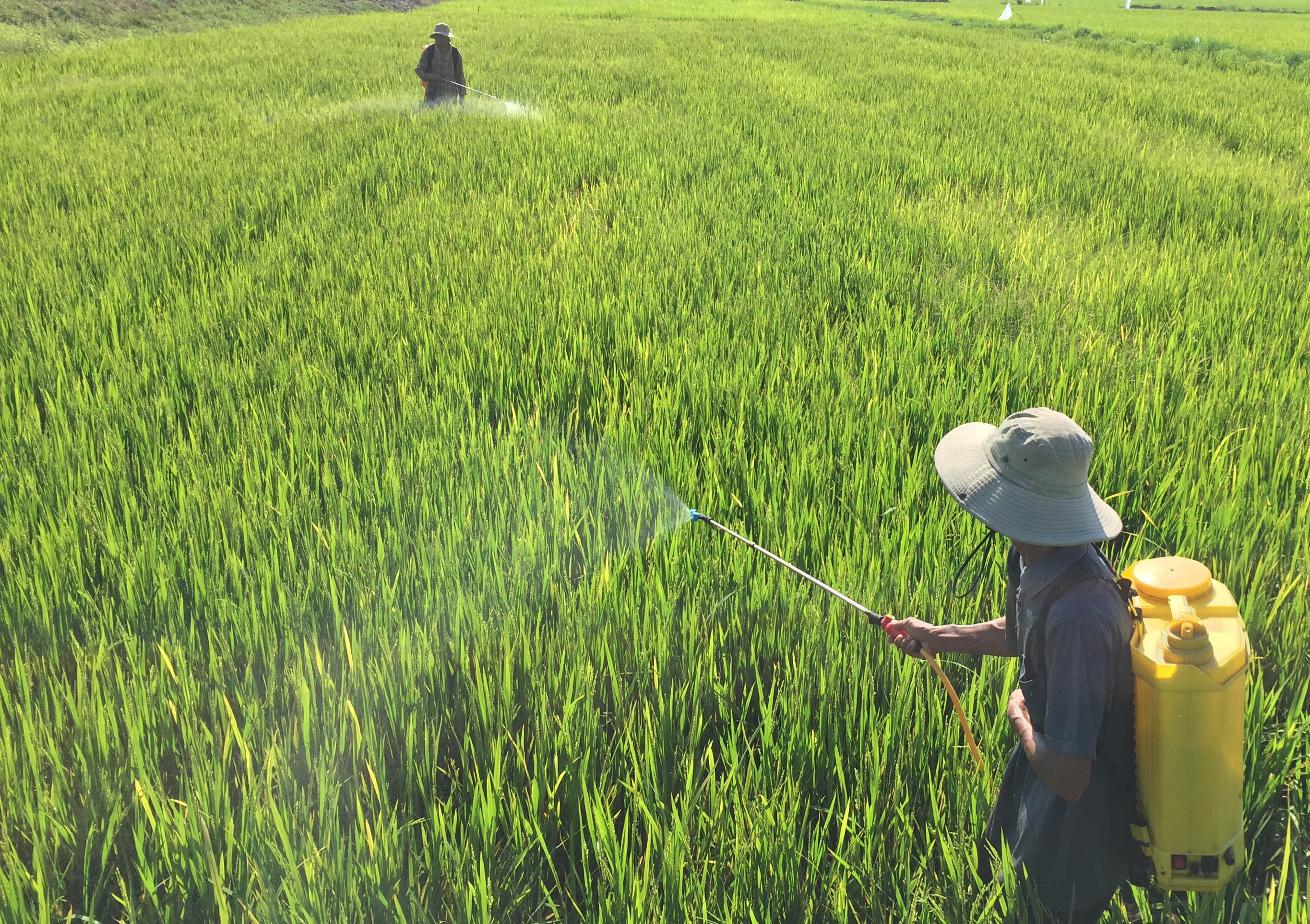 Hơn 1 000ha lúa bị bệnh đạo ôn, chuột gây hại