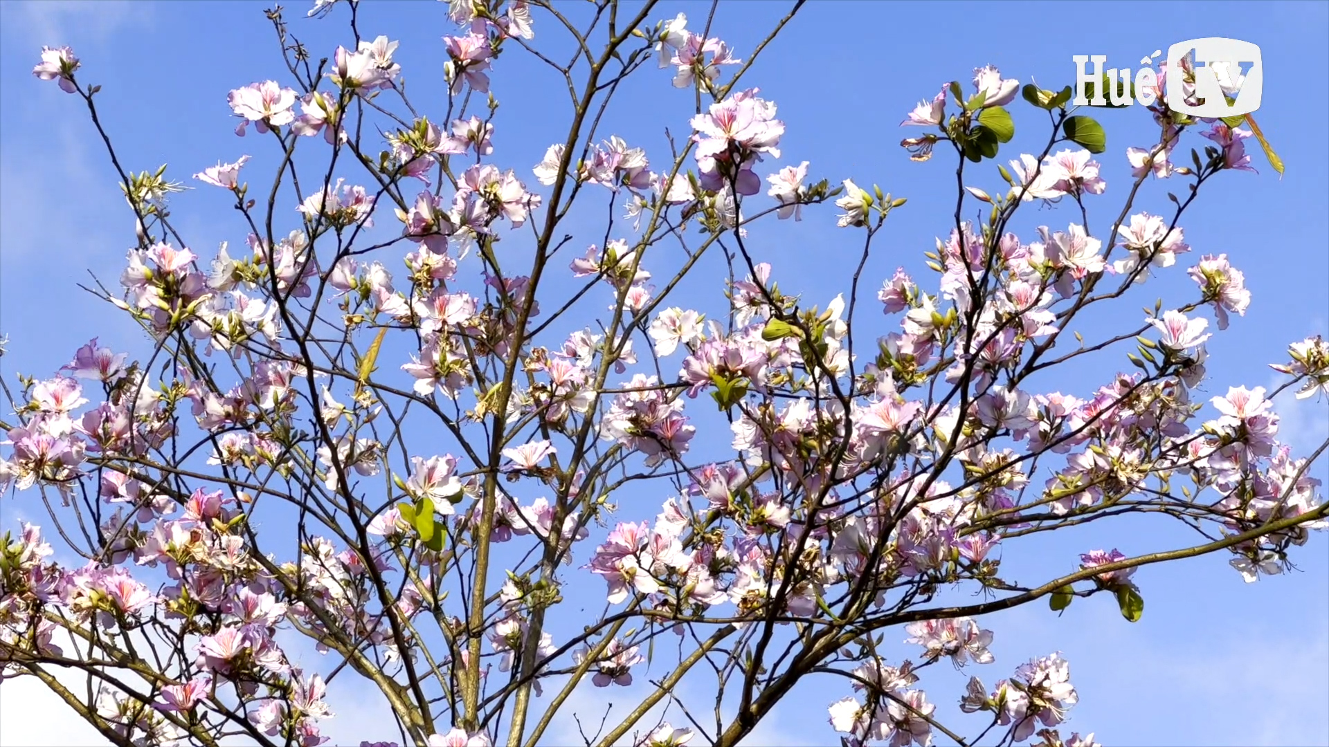 Bản tin Văn hóa - Du lịch ngày 9 3