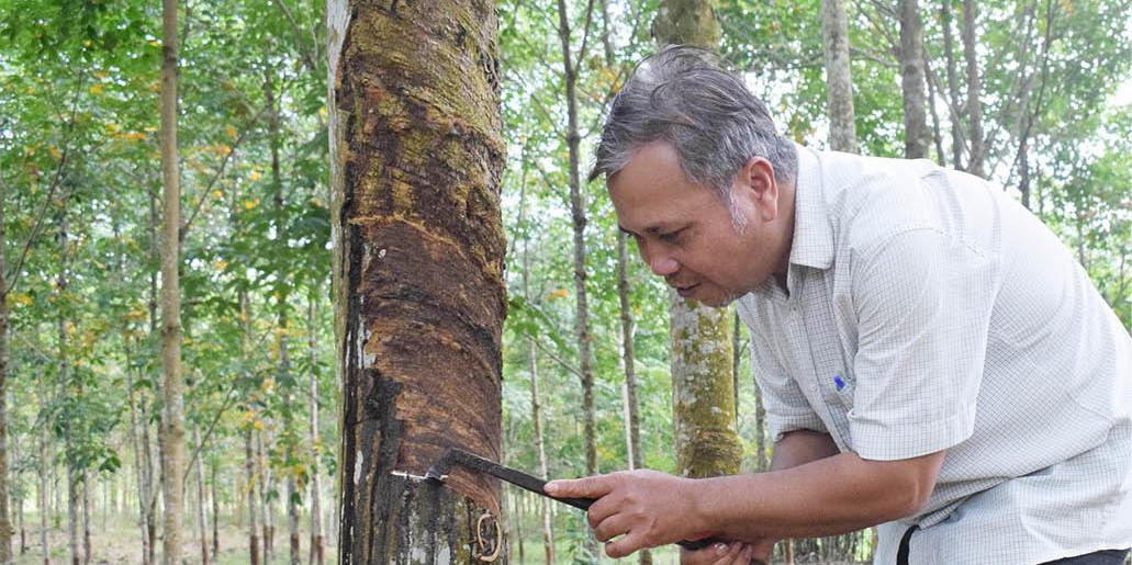 Nhiều bệnh gây hại trên cao su, cây ăn quả
