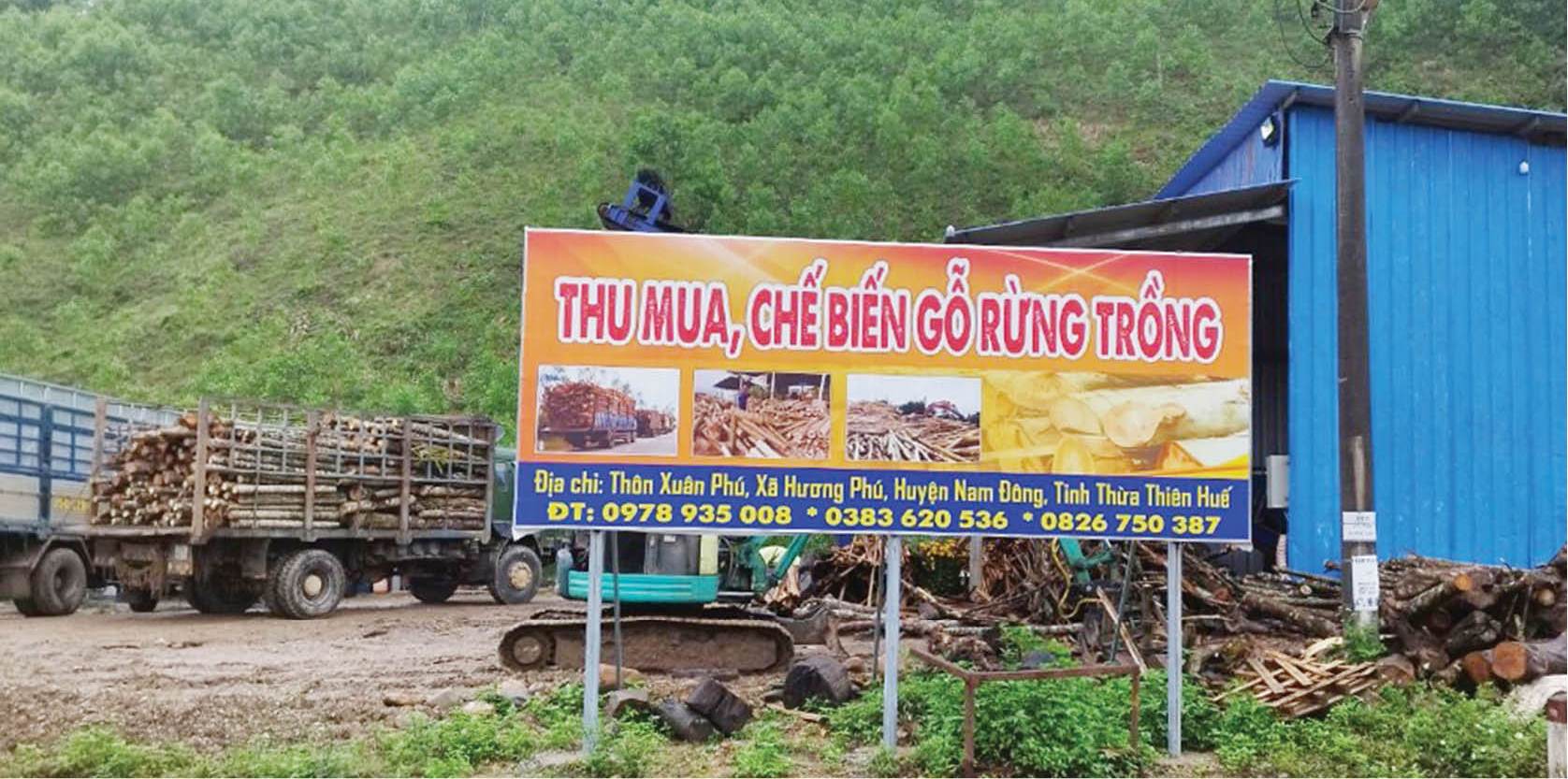 “Bát nháo” trạm cân gỗ keo tràm