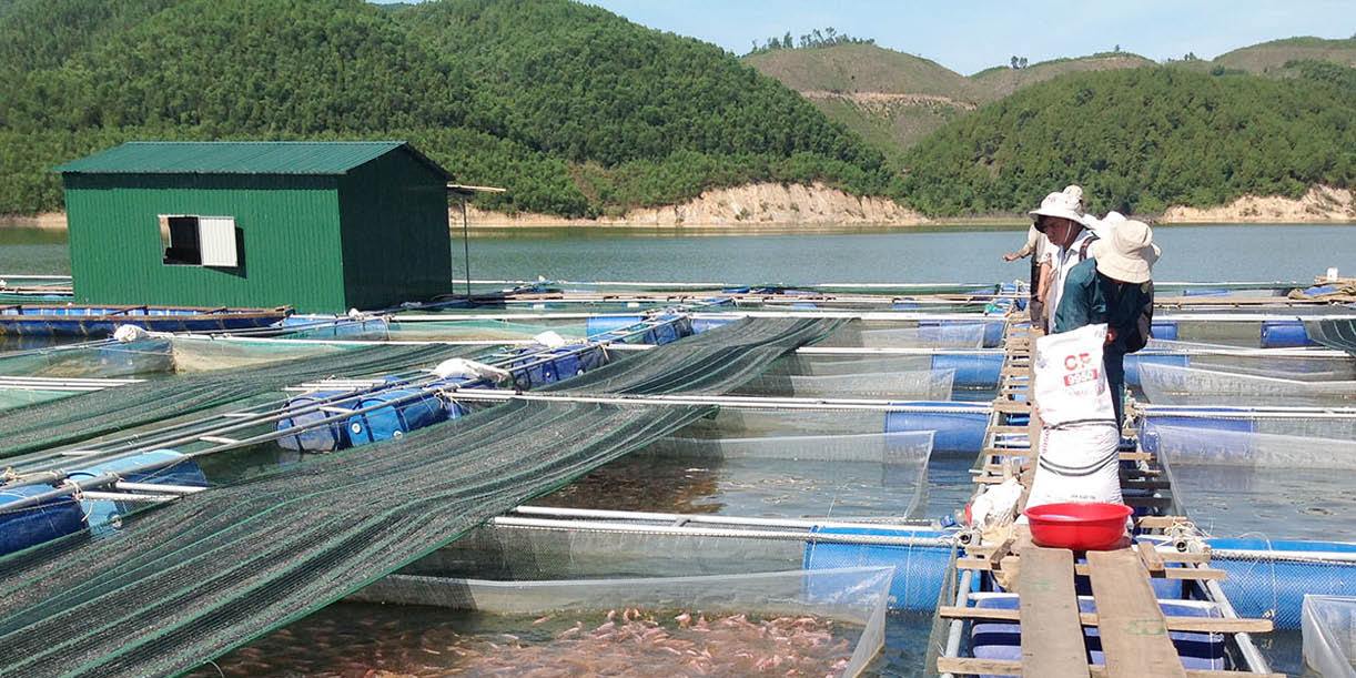 Nuôi cá leo an toàn trên hồ chứa