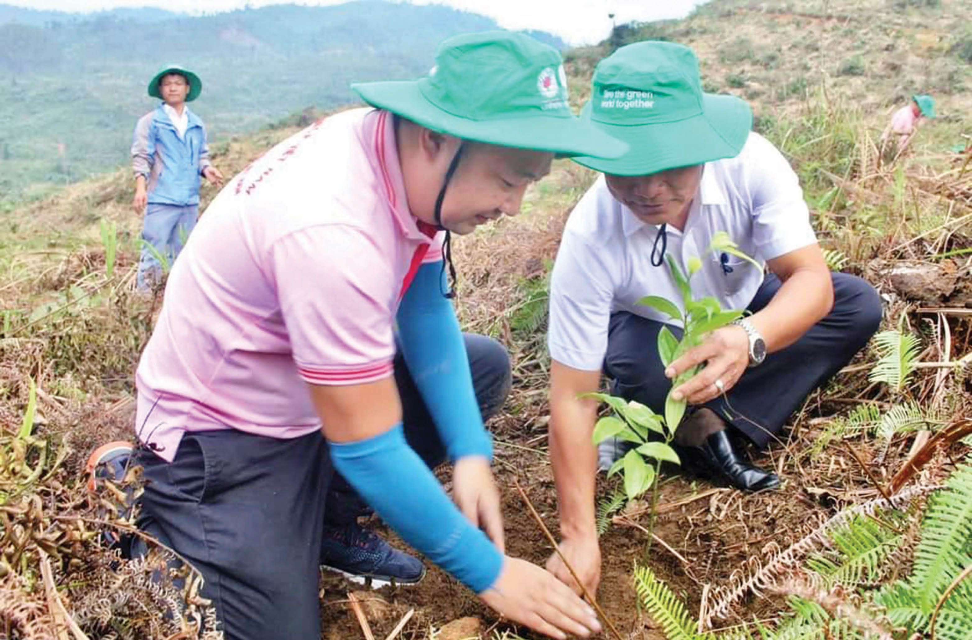 Rừng sẽ lên xanh