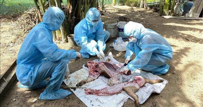 Bộ Y tế khuyến cáo các biện pháp phòng lây nhiễm liên cầu lợn sang người