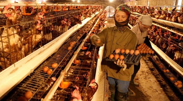 Bộ trưởng Bộ Y tế Bảo đảm an ninh, an toàn thực phẩm trong tình hình mới