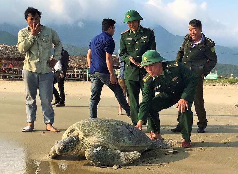 Thả cá thể vích về môi trường tự nhiên