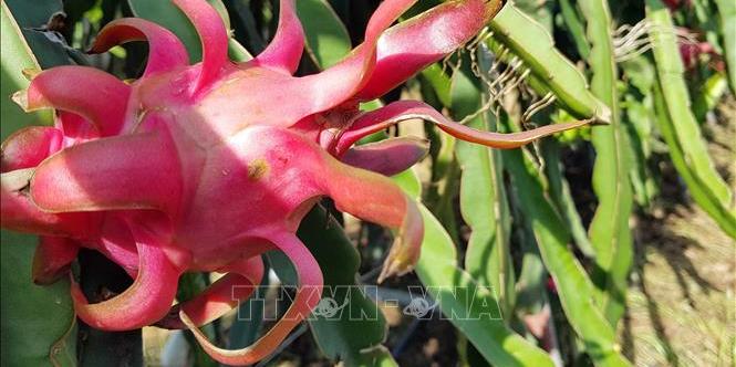 Coi trọng bản quyền, thương hiệu để nông sản Việt vươn xa