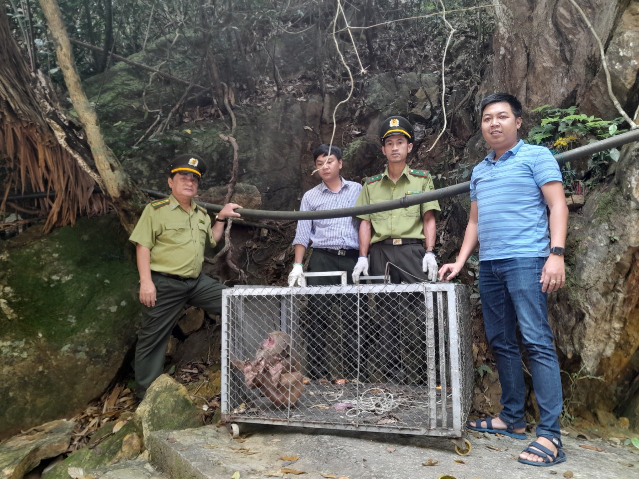 Thả cá thể khỉ về môi trường tự nhiên