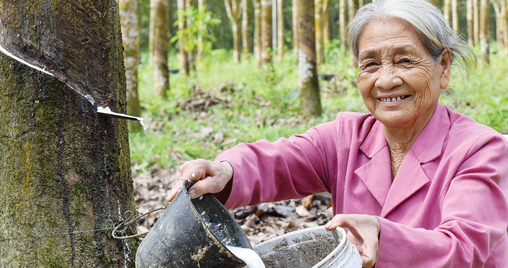 Nụ cười mùa thu hoạch cao su