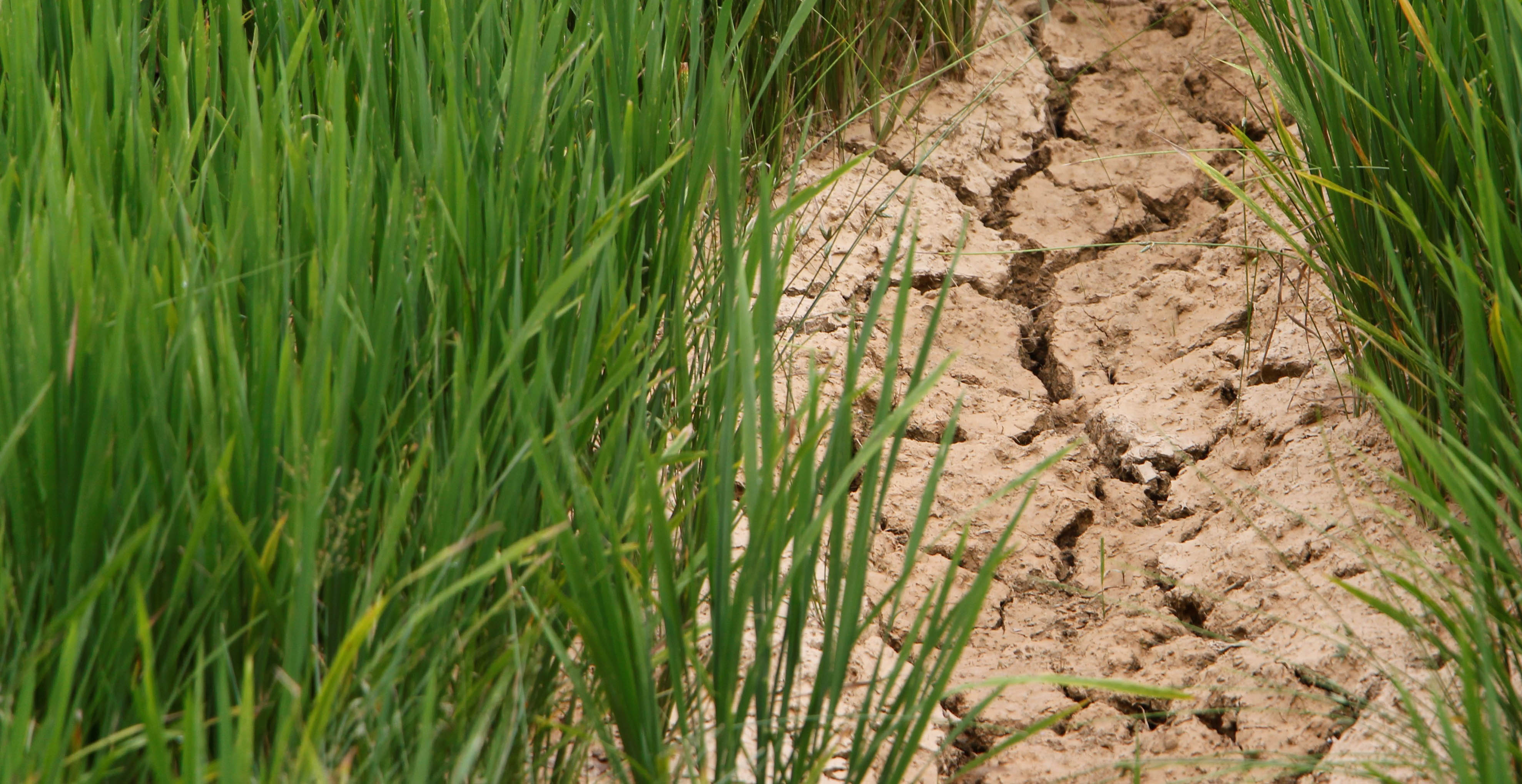 Bệnh đạo ôn lá trên lúa lây lan diện rộng