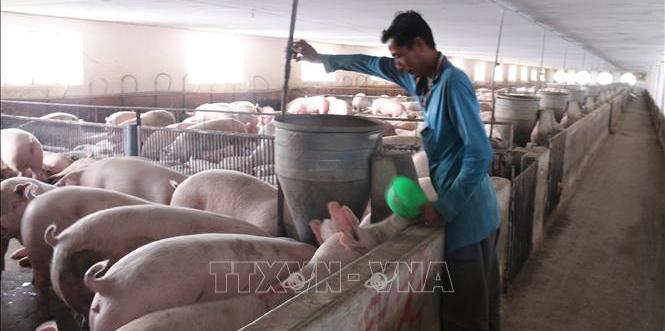 Thúc đẩy kinh tế tuần hoàn trong ngành chăn nuôi