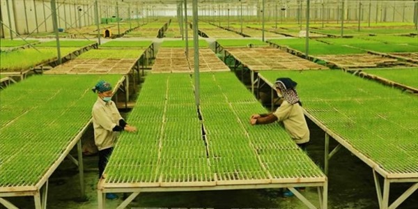 Ứng dụng công nghệ trí tuệ nhân tạo để nâng cao năng suất nông nghiệp