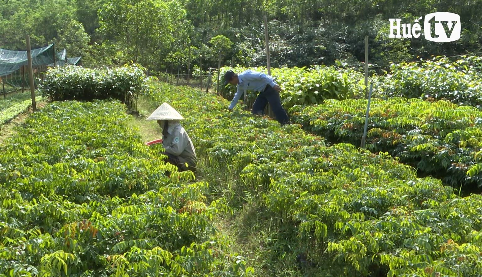 Giống cây bản địa cho trồng rừng thay thế