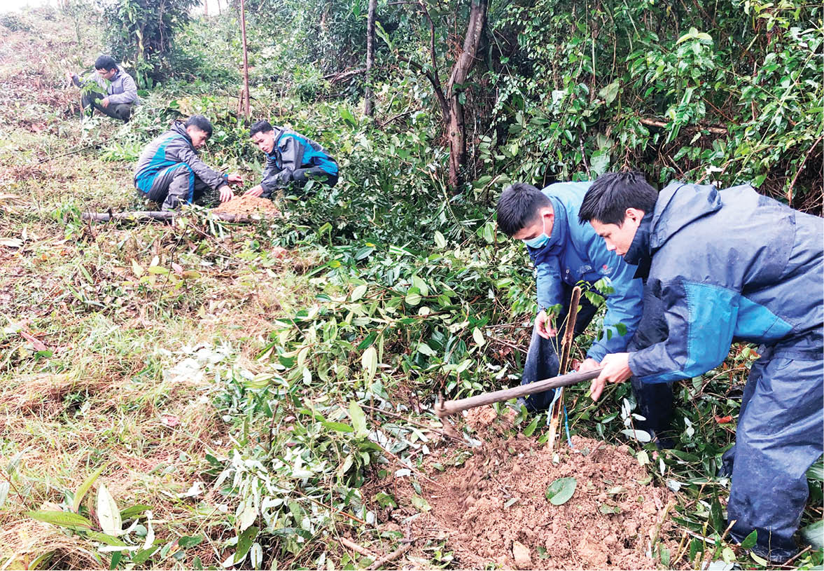 Rừng lại chảy máu