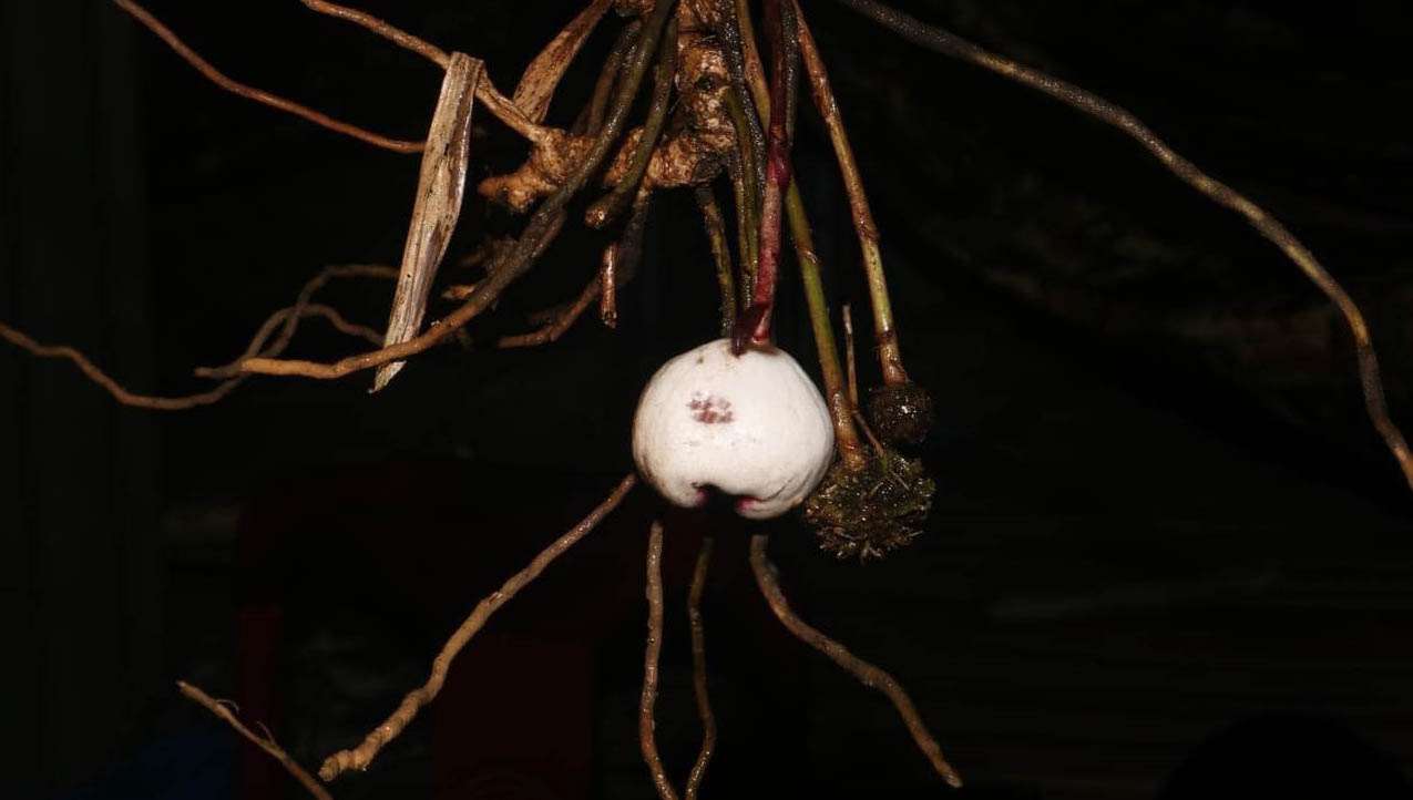 Phát hiện loài thực vật tỏi đá quý hiếm