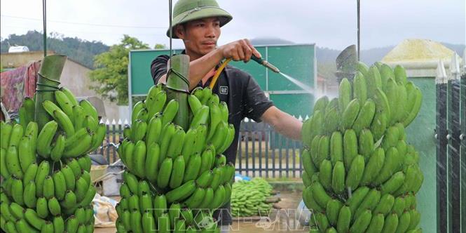 Khơi thông dòng chảy sản phẩm hợp tác xã