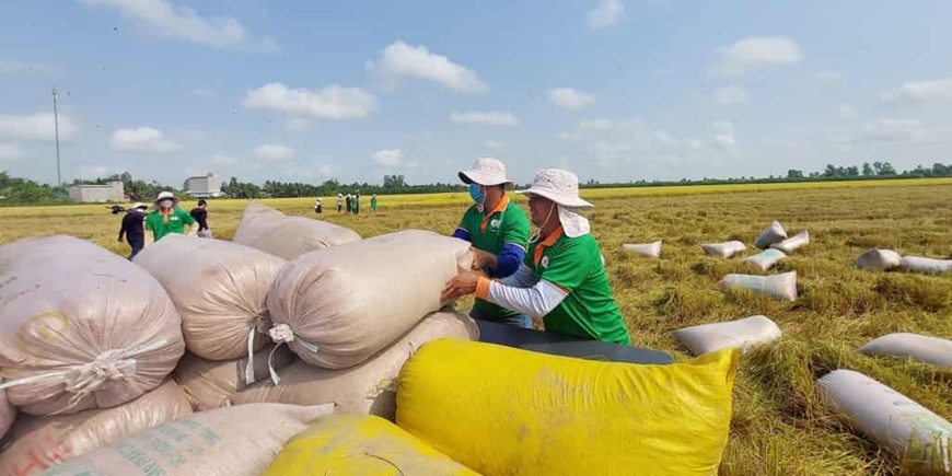 Gạo Việt Nam thêm cơ hội xuất sang thị trường Indonesia