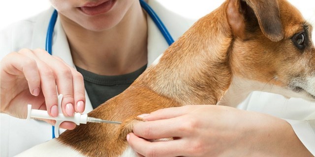 Bệnh dại đe dọa cộng đồng