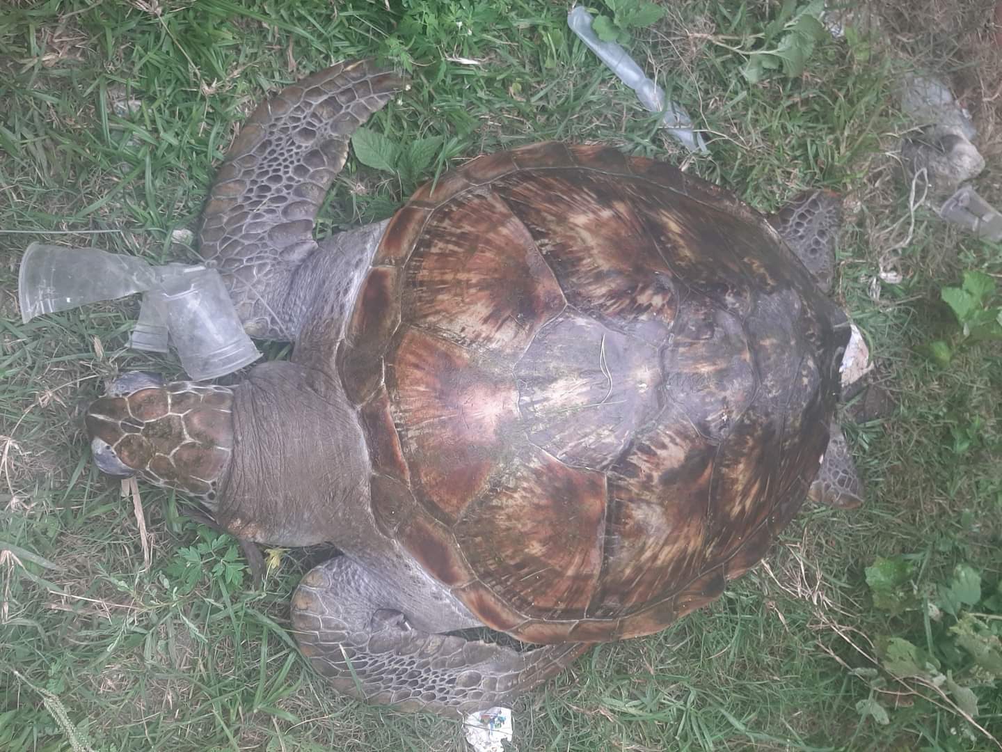 Thả cá thể vích quý hiếm về biển