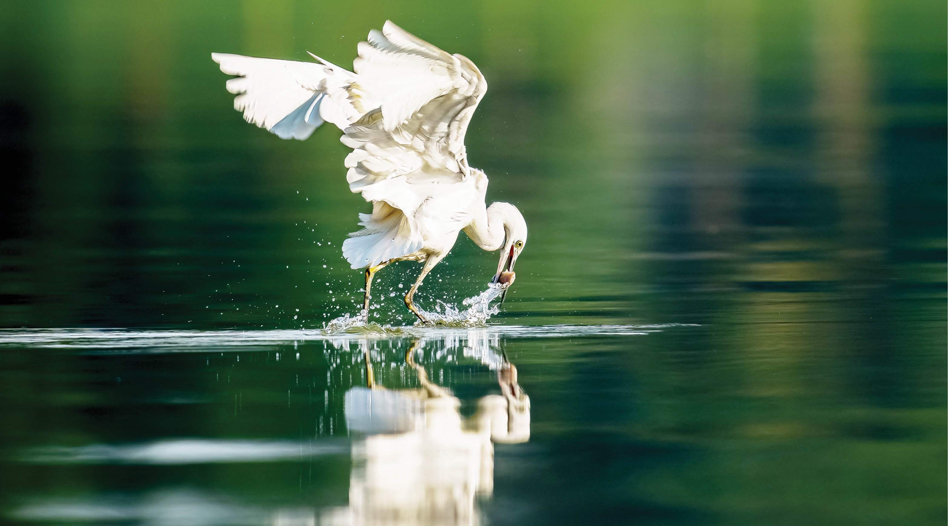 Khoảnh khắc chim trời