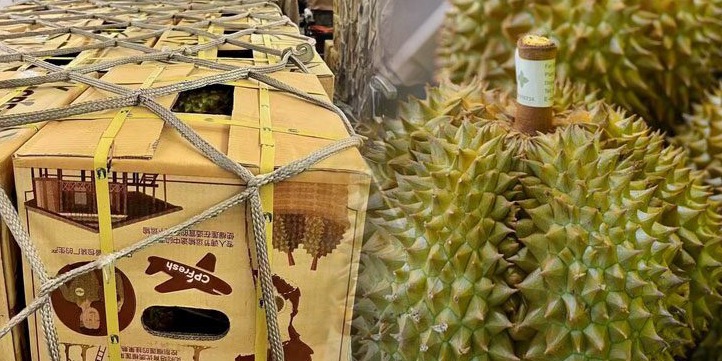 Báo Thái Lan Sầu riêng Việt có lợi thế vào thị trường Trung Quốc hơn sầu riêng Thái