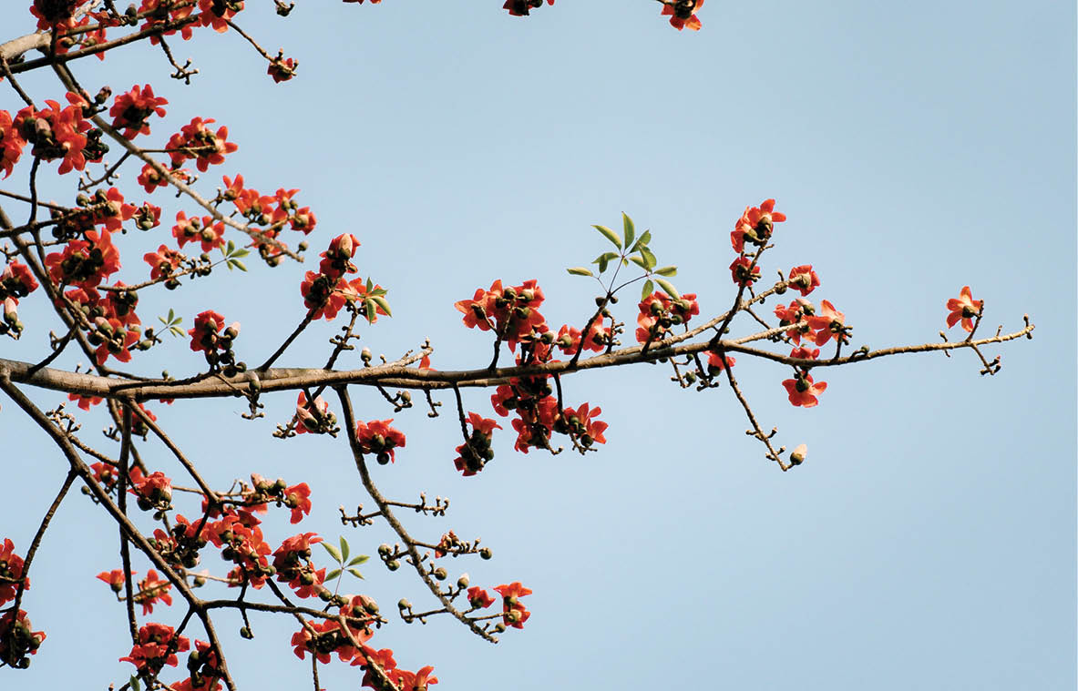Hoa gạo bên đường