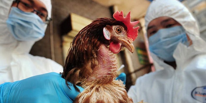 Ghi nhận ca tử vong đầu tiên trên thế giới vì cúm gia cầm H3N8 ở Trung Quốc