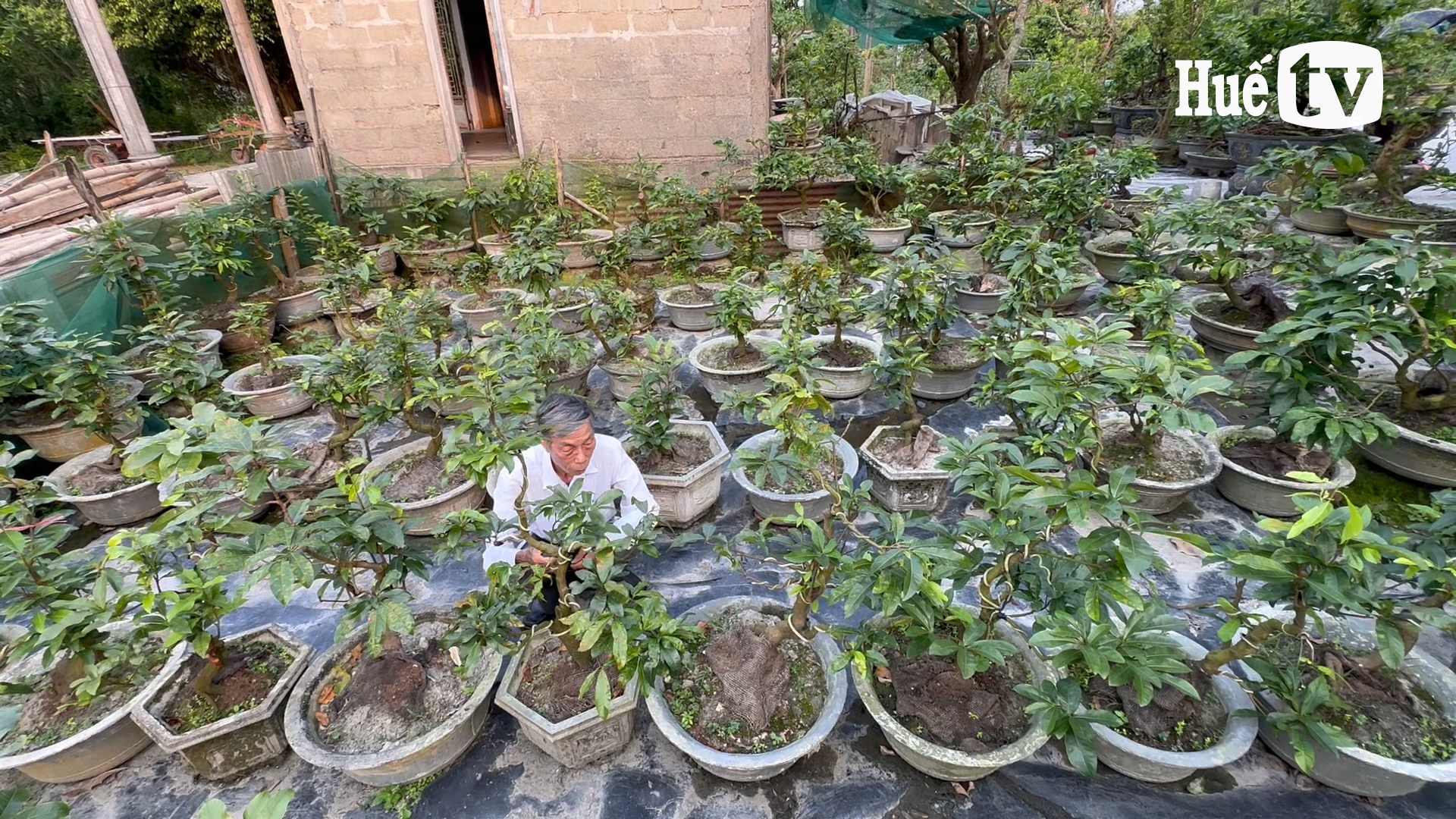 Ươm mai giống - hướng đi triển vọng ở Phong Chương