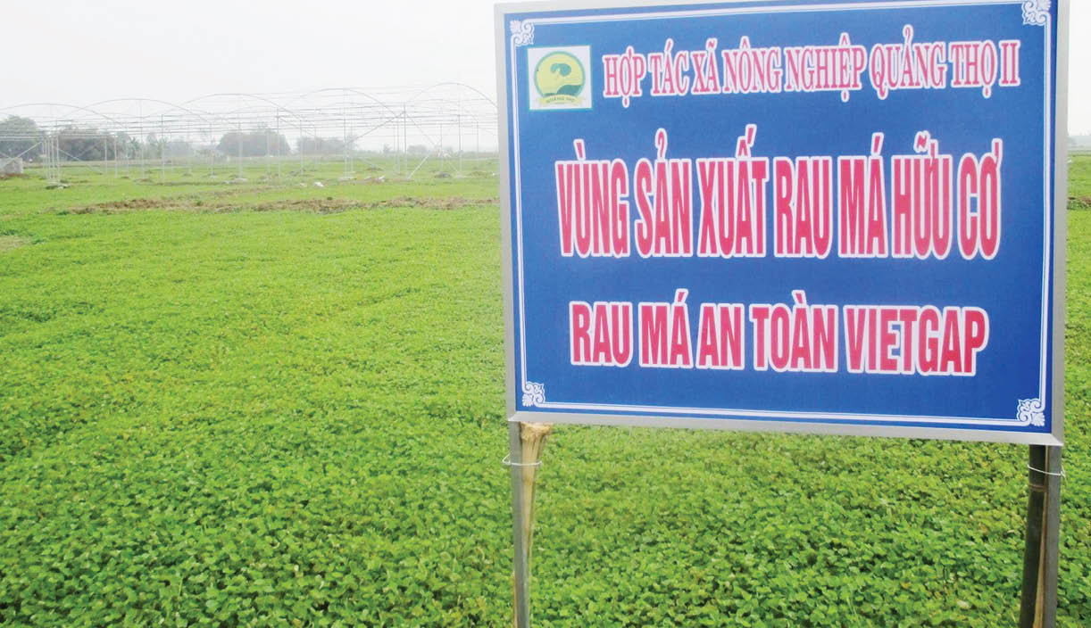 Hướng nông dân sản xuất theo mô hình tiên tiến