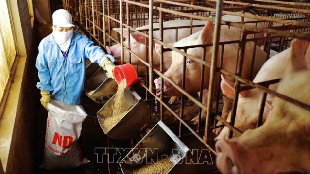 Giá thức ăn chăn nuôi tăng kỷ lục, người nuôi thua lỗ