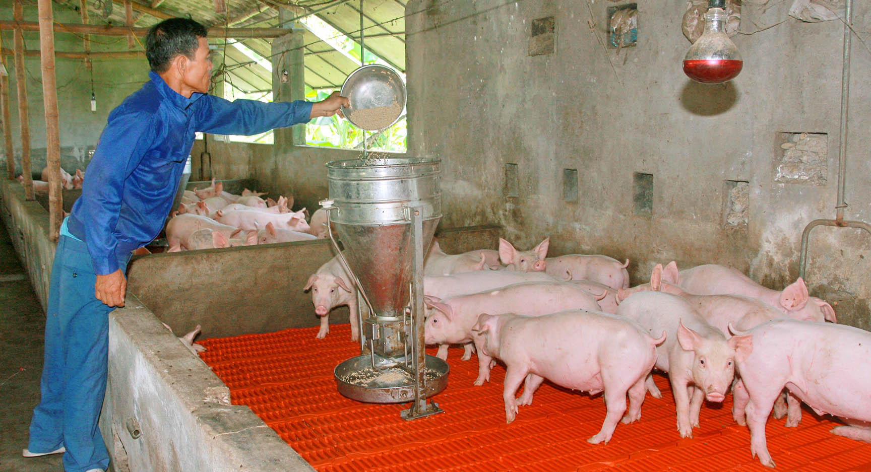 Giá heo thấp, người nuôi lao đao