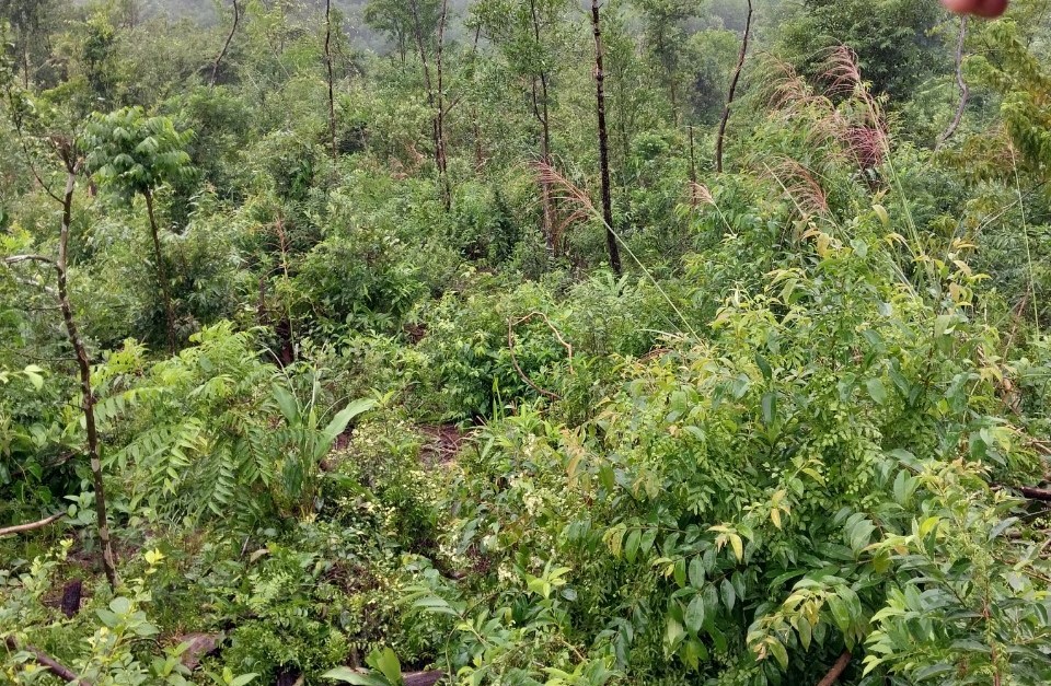 Khai thác rừng trái phép, một cá nhân bị xử phạt 85 triệu đồng