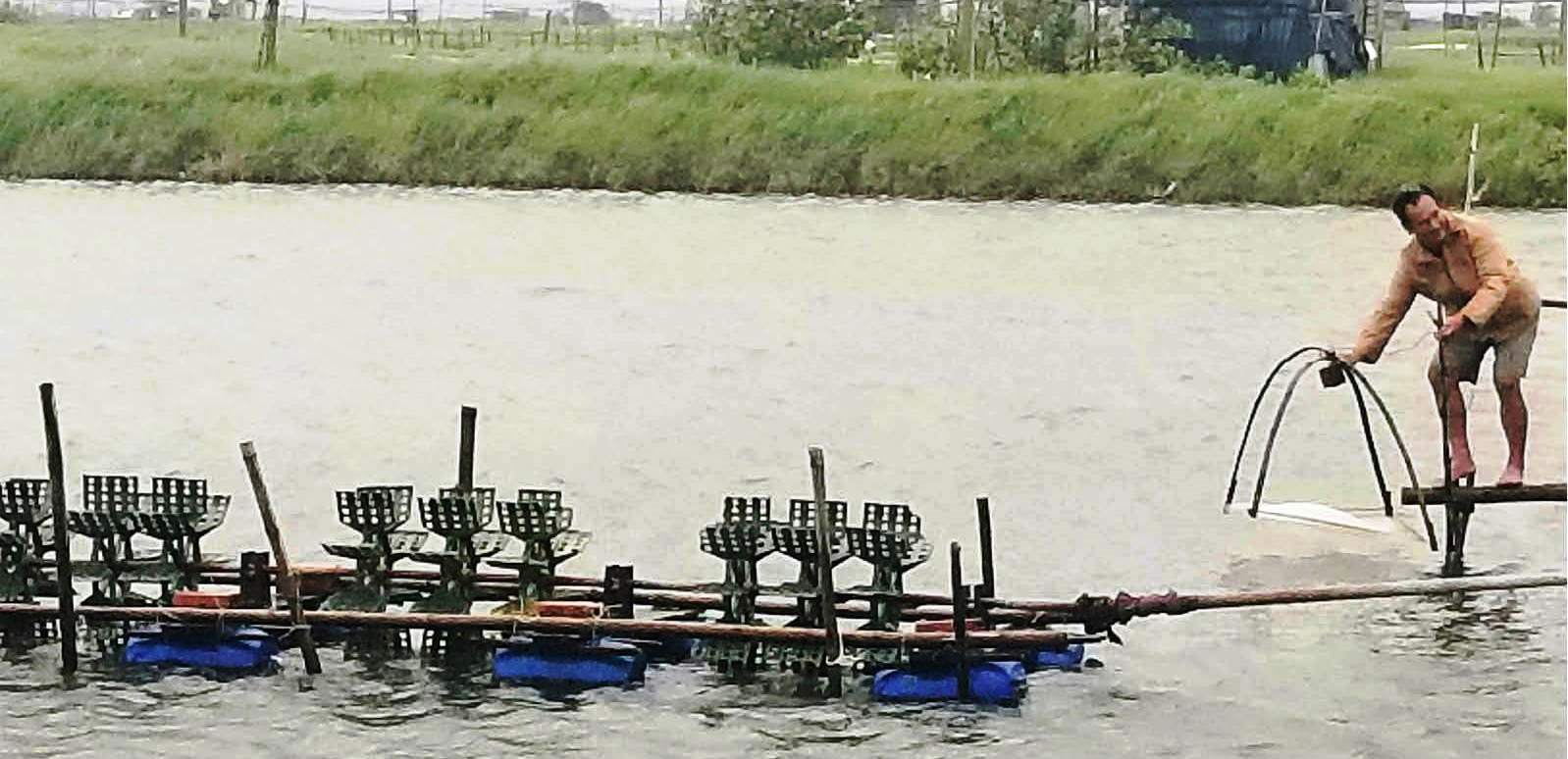 Hướng đến nuôi tôm an toàn, bền vững