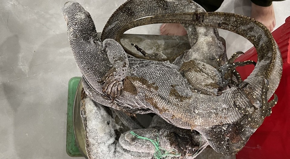 Phát hiện một người dân tàng trữ nhiều động vật hoang dã quý hiếm