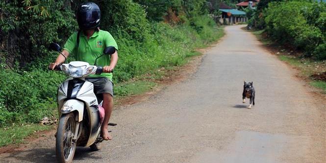 Tăng cường các biện pháp cấp bách phòng, chống bệnh dại