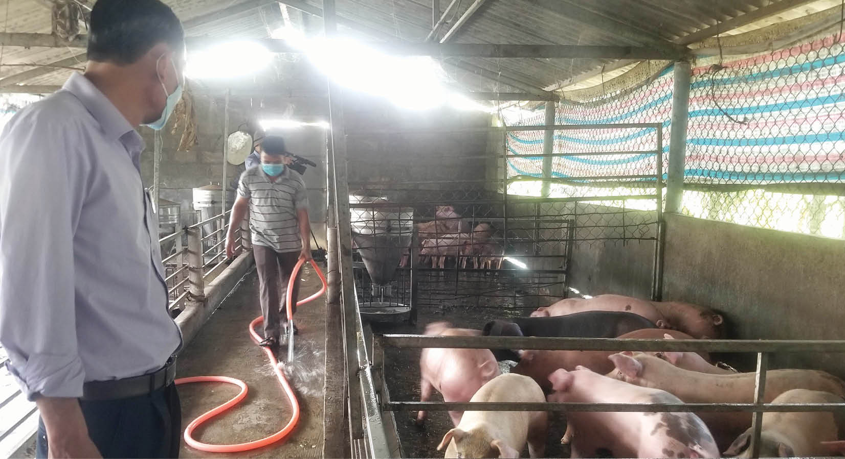 Ứng phó nắng nóng cho gia súc, gia cầm