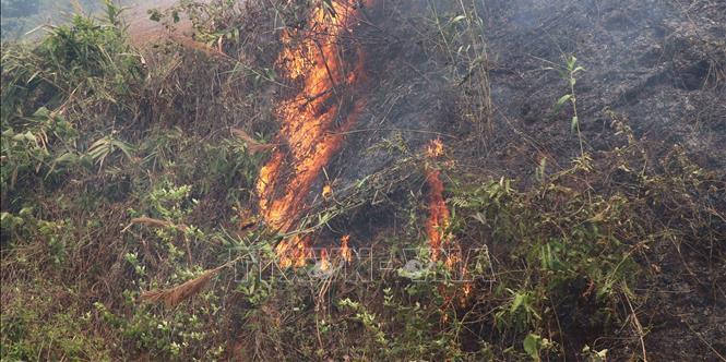 Cấp bách phòng cháy, chữa cháy rừng