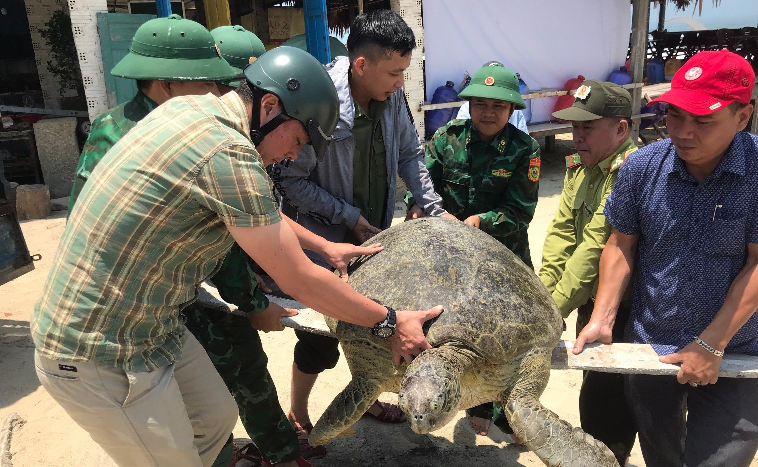 Đưa cá thể vích hơn 100 kg về môi trường tự nhiên