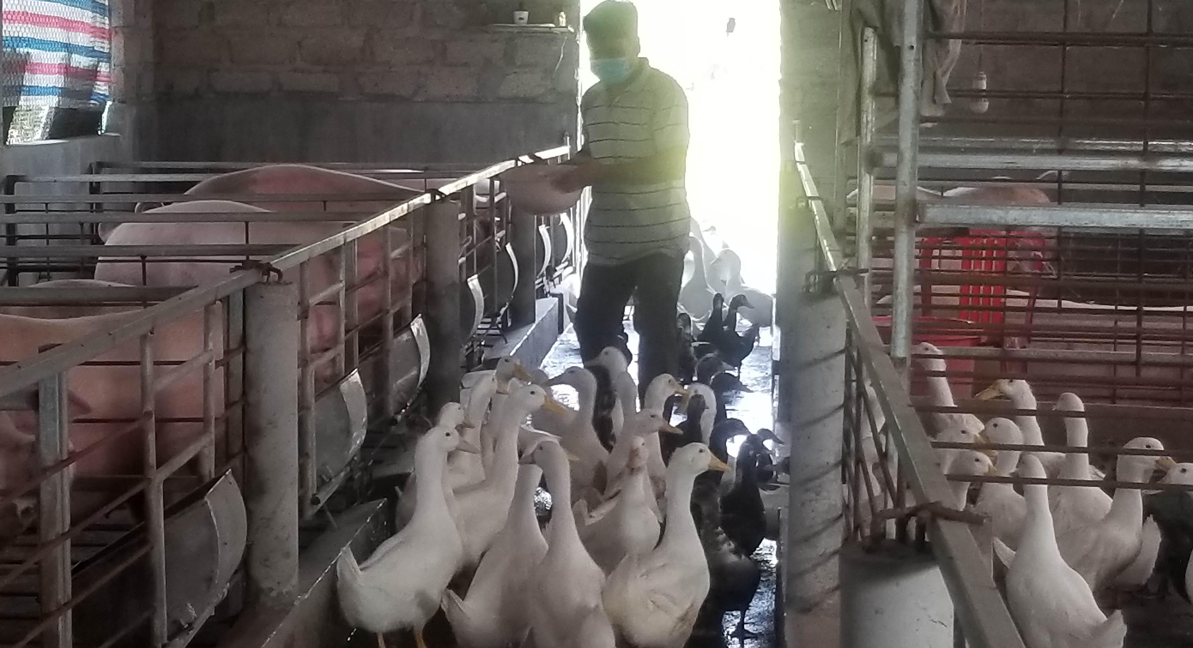 Nắng nóng đe dọa gia súc, gia cầm