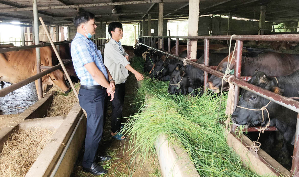 Khởi nghiệp  thành công ở quê nhà