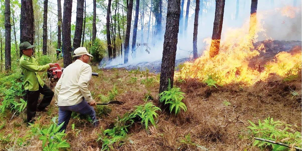 Bảo vệ rừng thông mùa nắng nóng