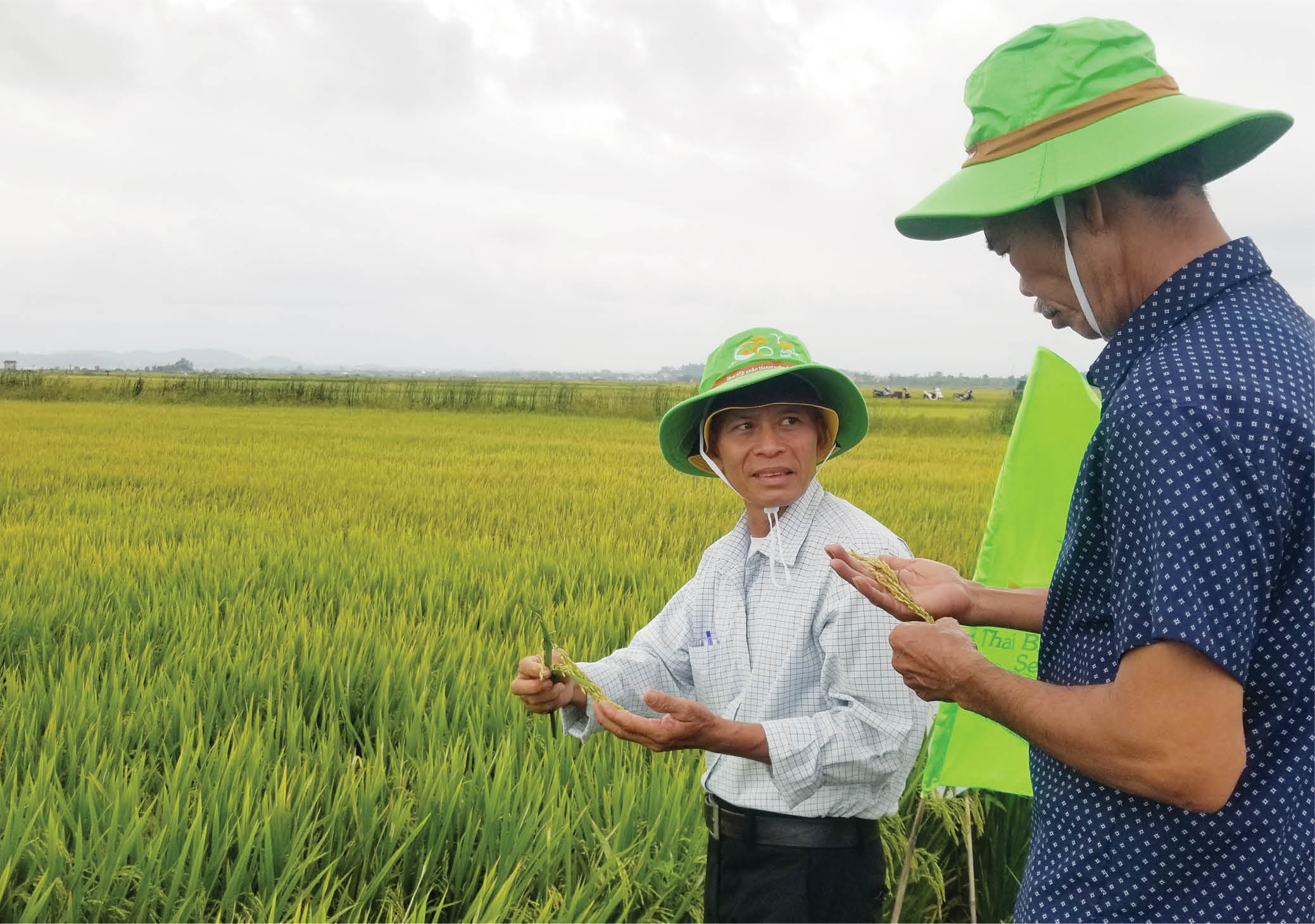 Vụ đông xuân được mùa, được giá