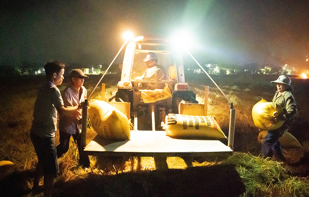 Rộn ràng thu hoạch lúa đêm