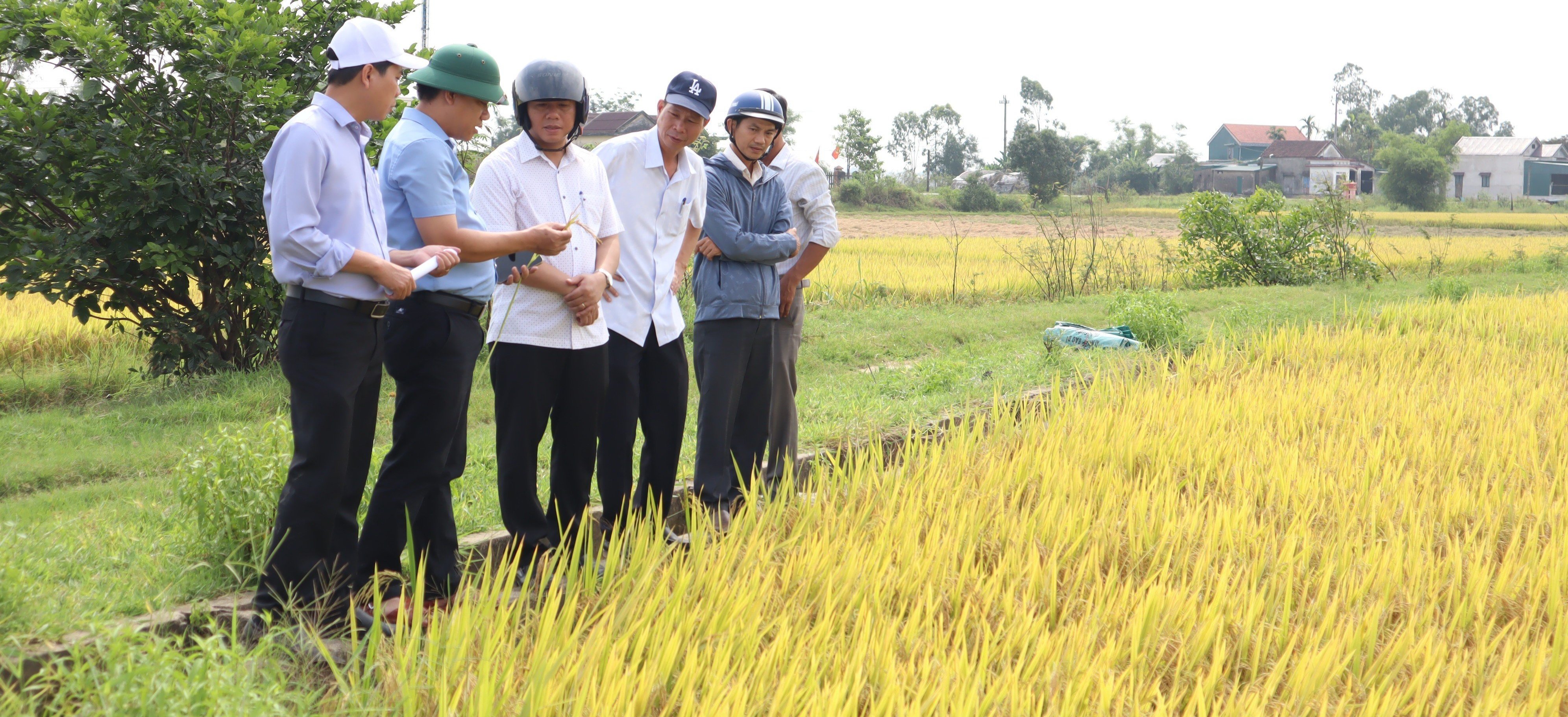 Đẩy nhanh tiến độ thu hoạch vụ lúa đông xuân