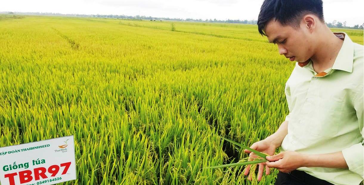 Giống lúa TBR97 “bén duyên” trên vùng đất mới